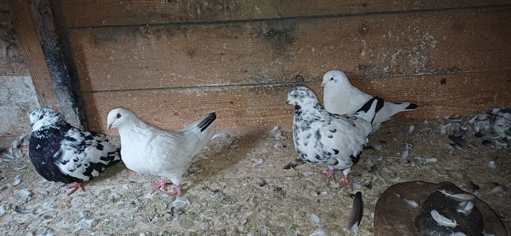 Porumbei de vânzare