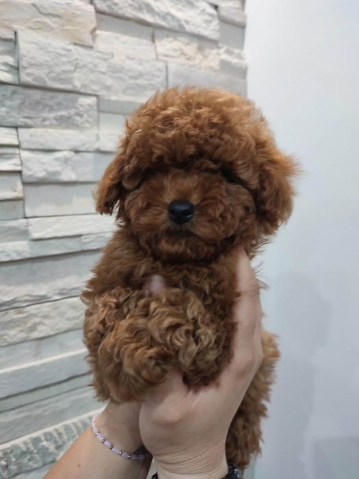 Пудел Той/Poodle Toy