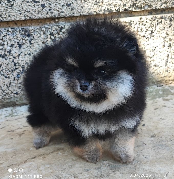 Померан померанче