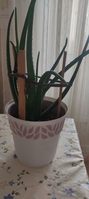 Алое цветок в горшке