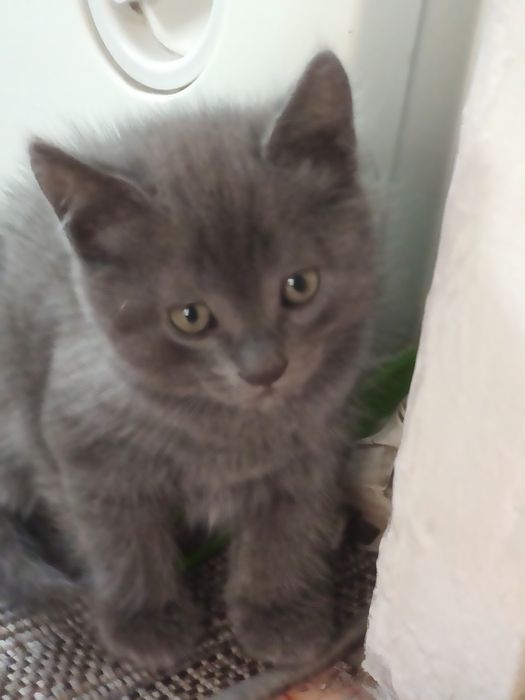 Котята  в  добрые руки отдам.