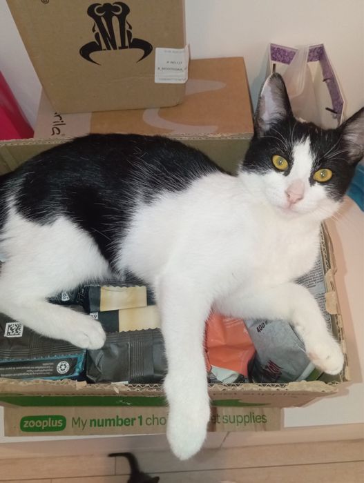 Pisicuta superba cauta famiie