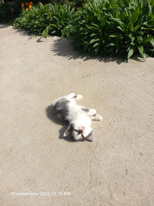 Pisici rasă comună adopție