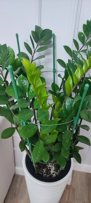 Замиакулькос ( долларовое дерево)