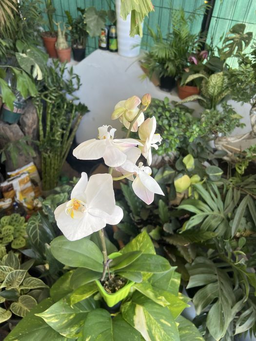 Орхидея Phalaenopsis Big Lip