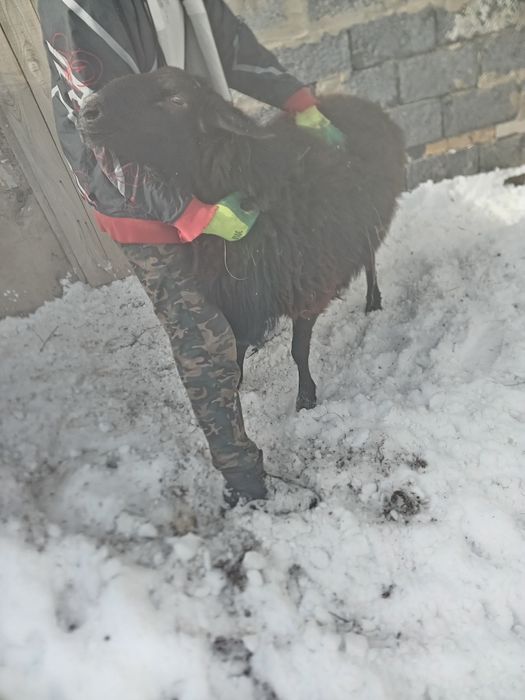 Продам барана, породы Гиссар