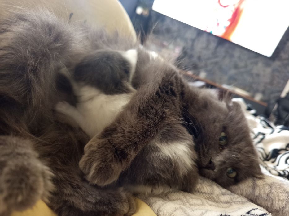 Британский котенок девочка