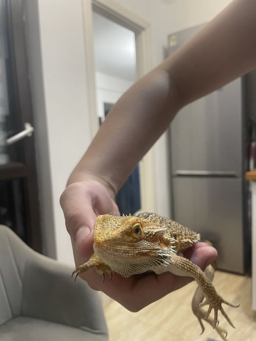Agama cu barba aprope 2 ani +terariu curat+lampa de incalzire