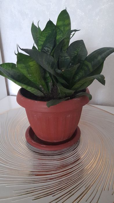 Продам комнатные цветы