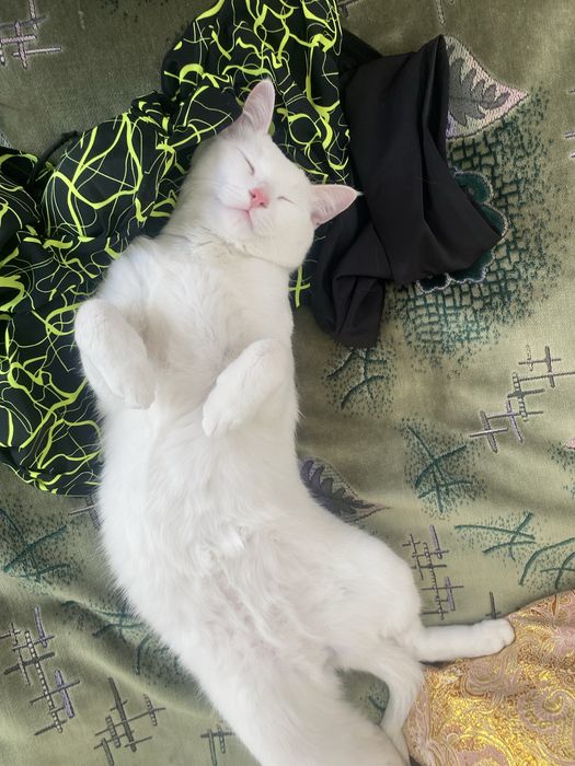 Отдам в хорошие руки кошку