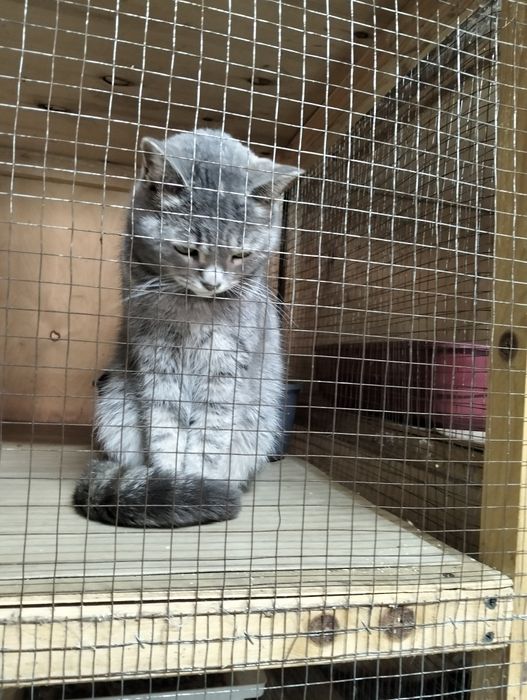 Чудо котятки красавчики