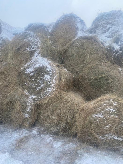 Сено с места 6000