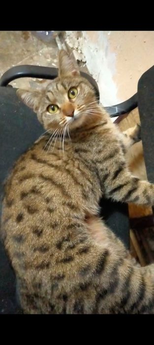 Кошечка в добрые руки