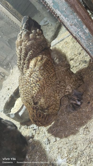 Цыплята яйцо брамы