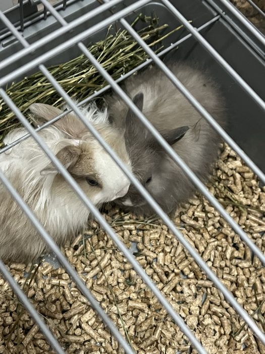 Декоротивные кролики вместе с вместительной клеткой