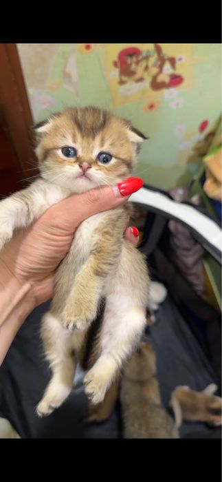 Фолд скоттиш мальчик джигит!