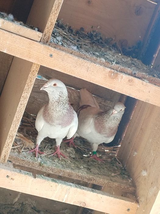 Vand porumbei Voiajori.