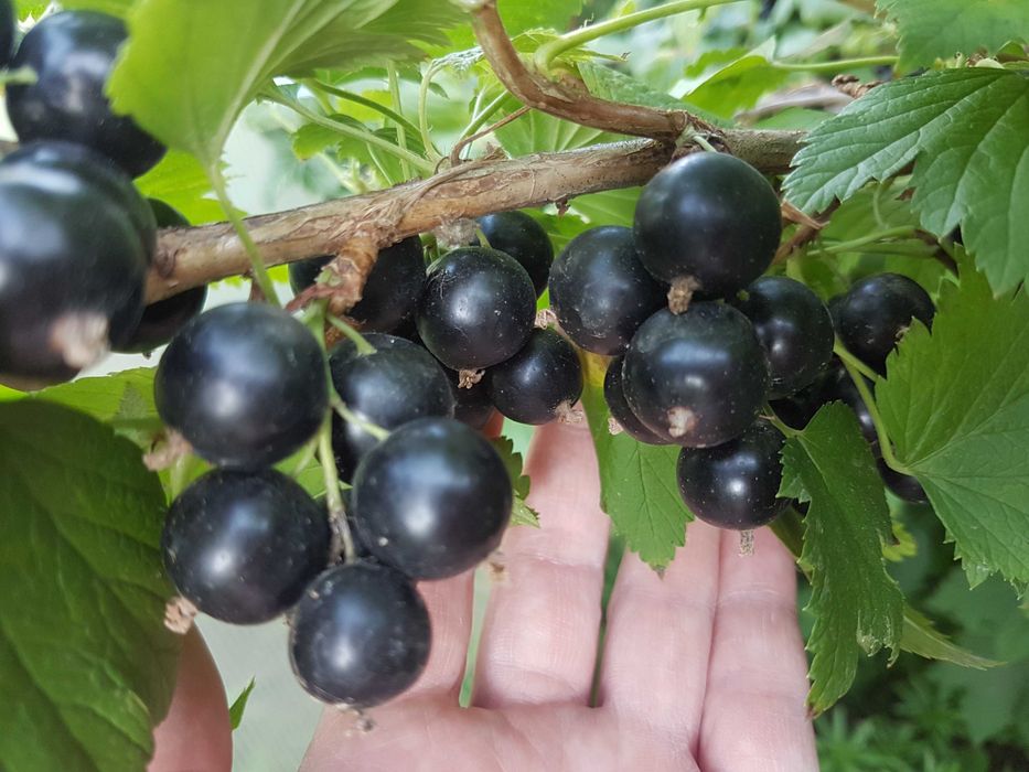 Продам саженец чёрной ссмородины