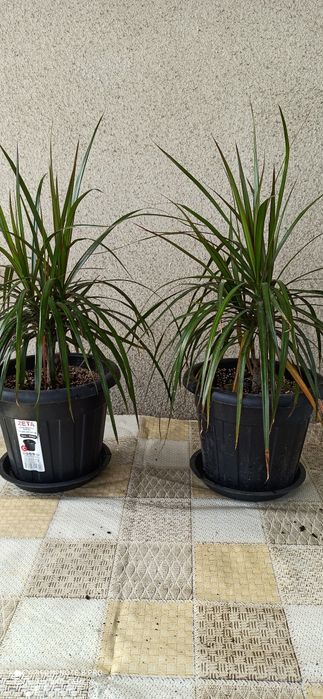 Продам цветы драцена