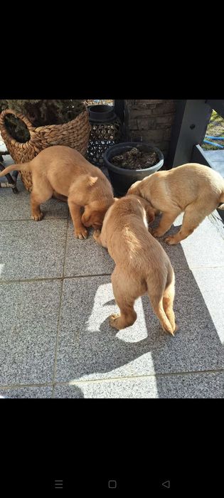 Pui Labrador Retriever