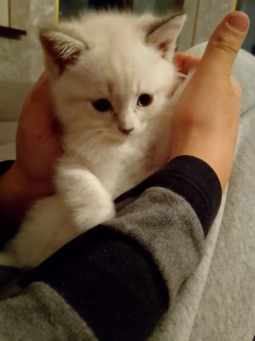 Продам котенка 15000