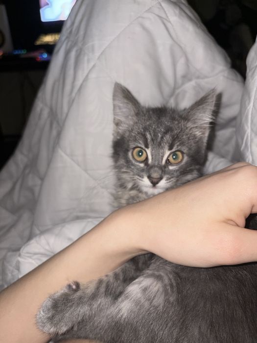 котенок кот кошка