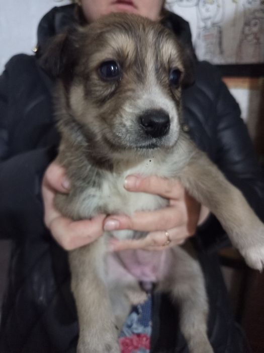 Отдам щенков в добрые руки