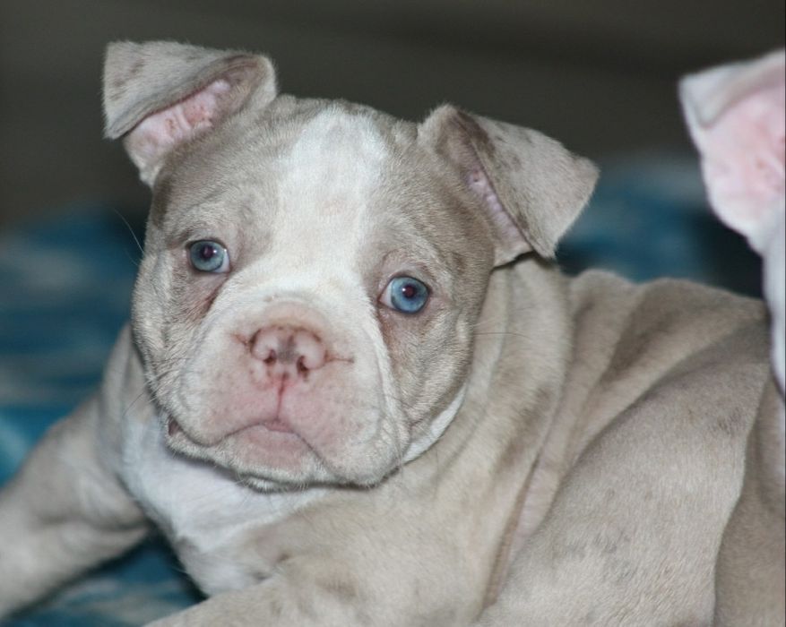 Американский булли Премиум класса!