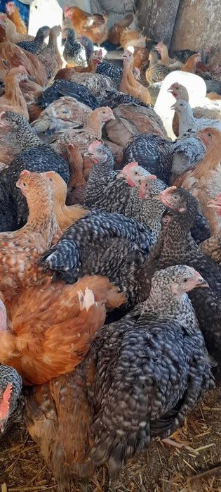 Pui rasa mixta si albi de carne