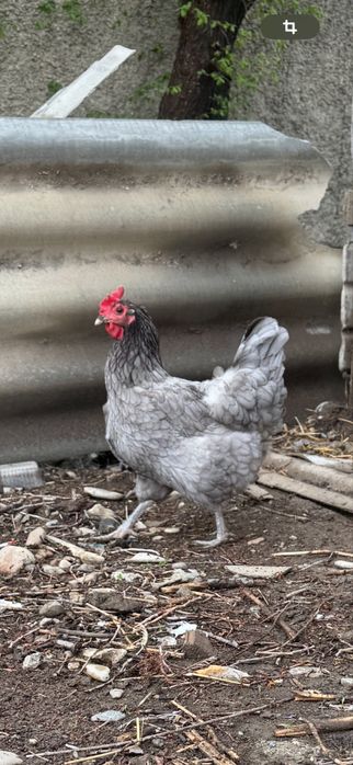 Яйцо Джерсийский гигант