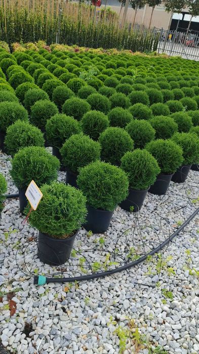Plante ornamentale tuia sferica ienupar
