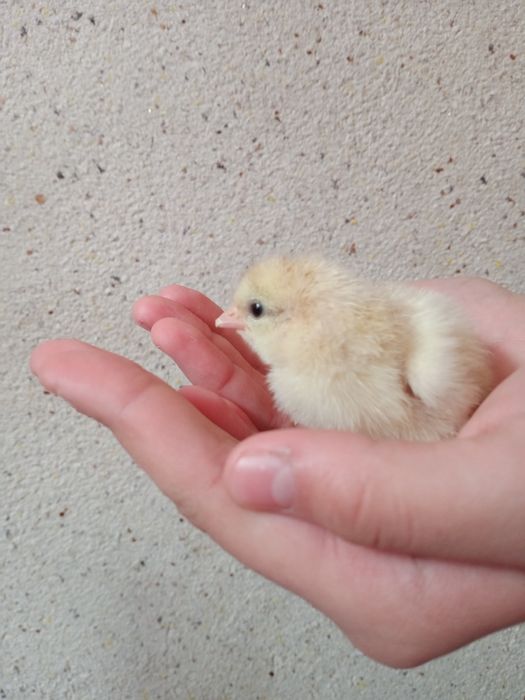 Инкубационные яйца