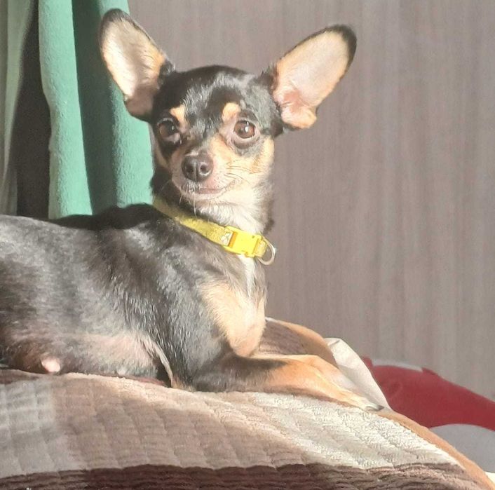 Продам щенков Русский Той-Терьер