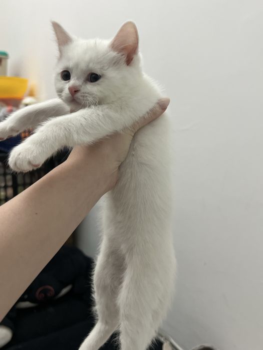 котята шиншилла 2 месяца