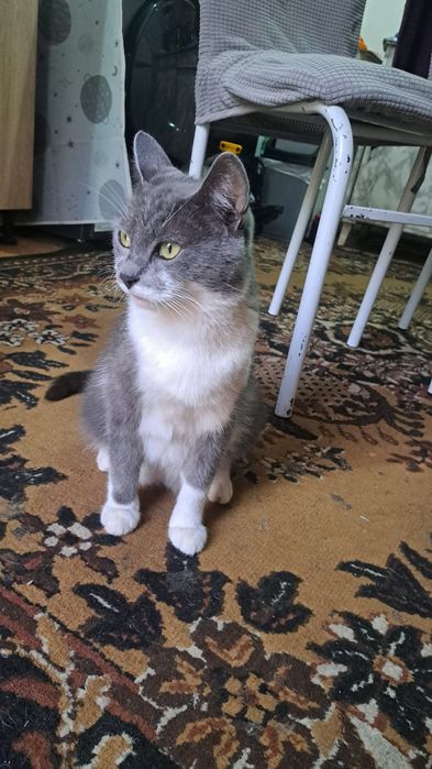 Кошка отдам даром