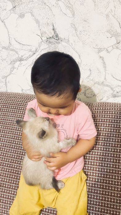 Котята отдам за шоколадку