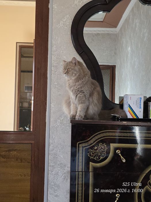 Продаётся Хейланд фолд британский  кошка