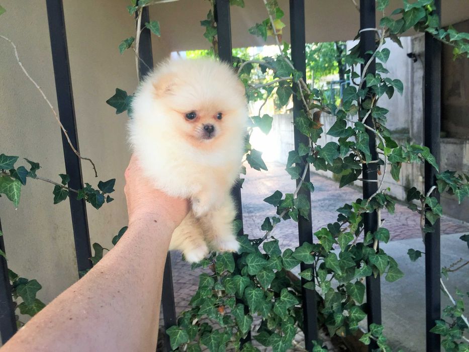 Померан мини Померанчета