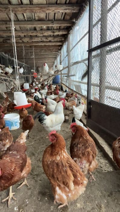 Тауықтар сатылады