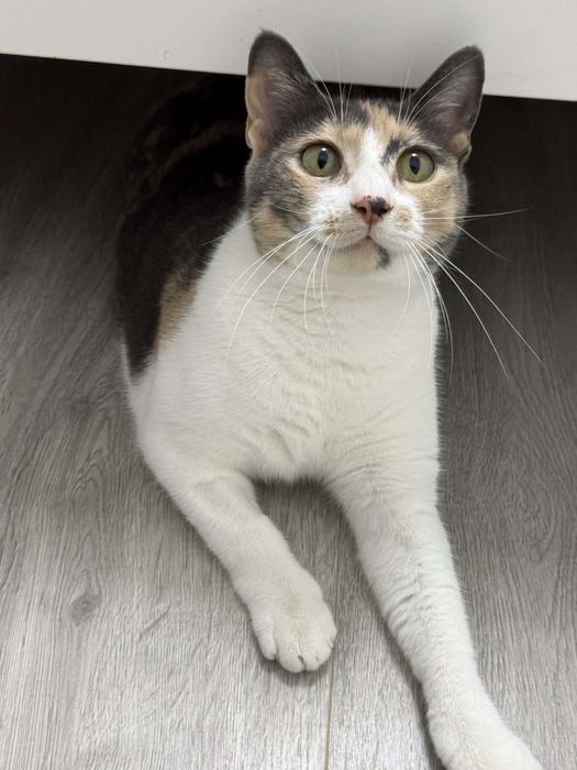 Pisicuta pentru adoptie