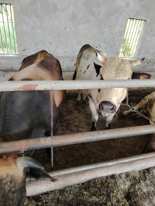 Живой весга сотилади