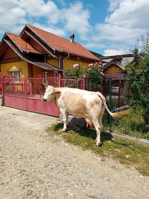 Vaca buna de lapte