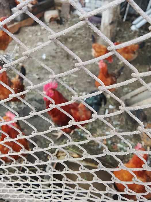 Продам петухов в