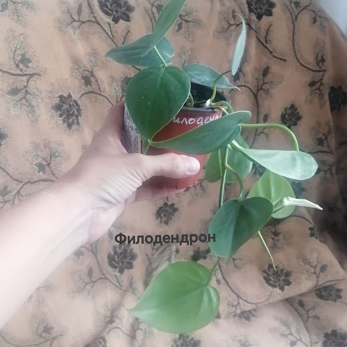 Продам комнатные цветы.