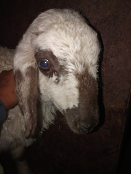 Ватутинкамен жыныстық қатынас