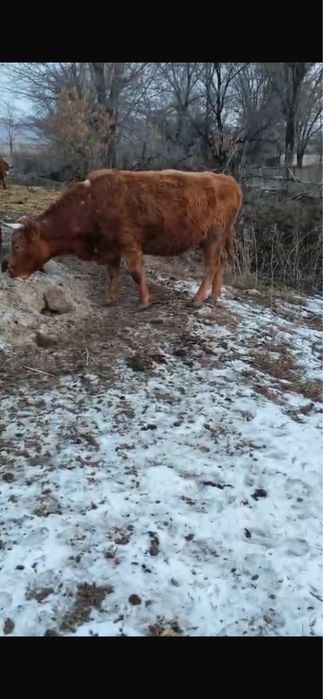 Қызыл сиыр сатылады!!!