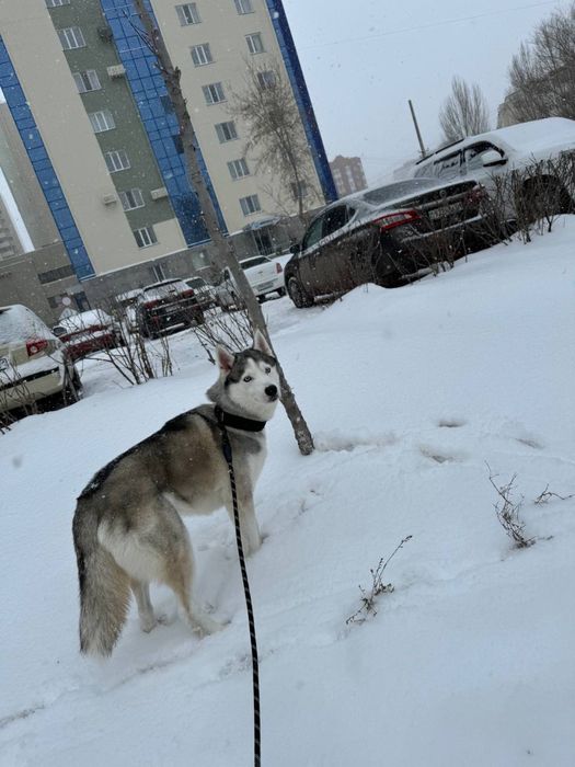 Хаски вязка кобель