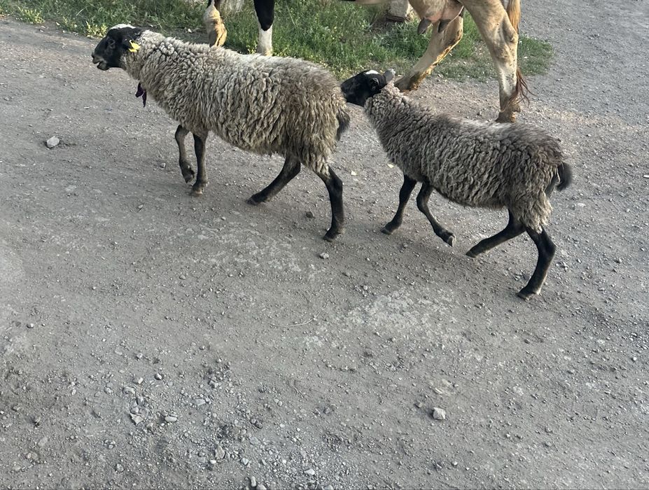 Продам кошкарчиков