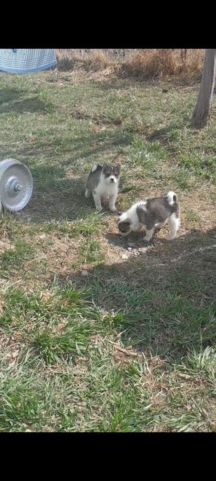 В продаже щенки лайки