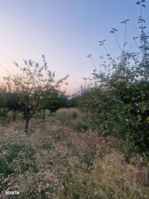 Teren Intravilan De Vânzare – Robănești, Dolj | 5.000 Mp